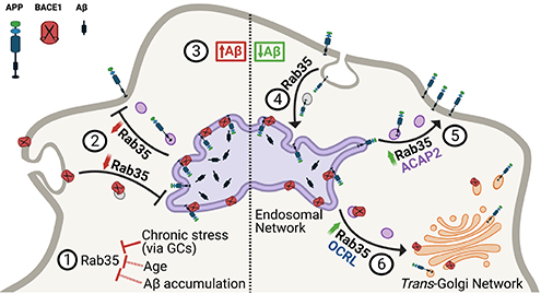 Working model summarizing the interplay between Rab35 and stress/GC on APP trafficking and processing